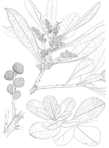 Myrica faya Morella faya